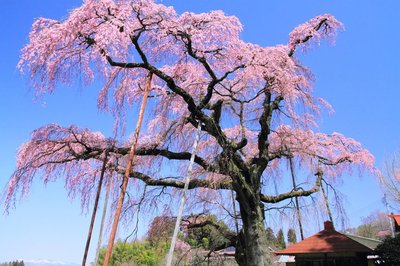 🌸 수명 연장 지장보살(엔메이 지조손) / 붉은 수양 지장 벚나무(베니시다레 지조자쿠라)